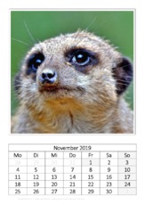 November_Erdmännchen.pdf